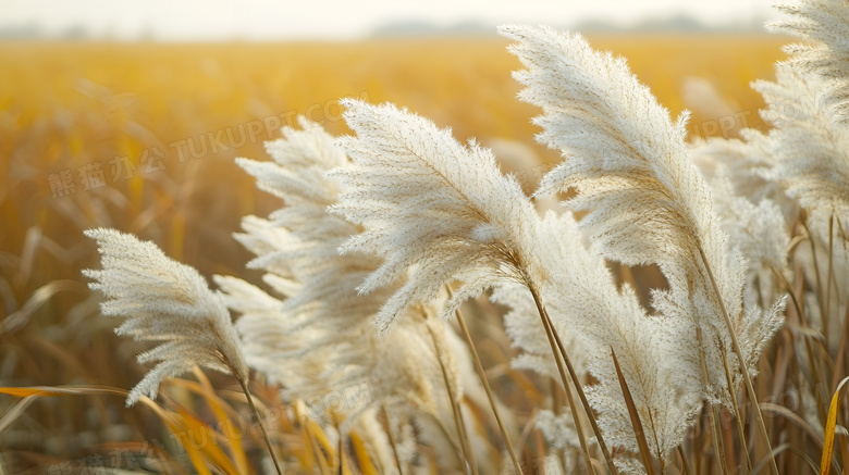 秋天的芦苇植物图片