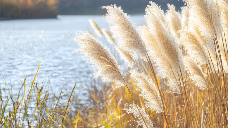 秋天的芦苇植物图片