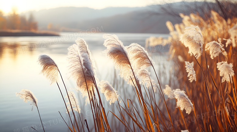 秋天的芦苇植物图片
