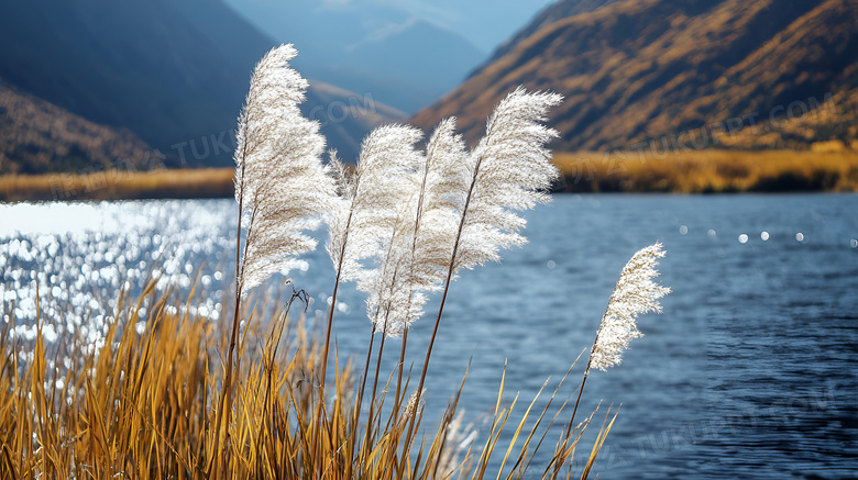 秋天的芦苇植物图片