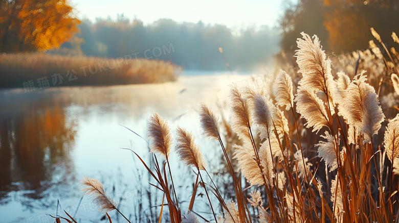 秋天的芦苇植物图片