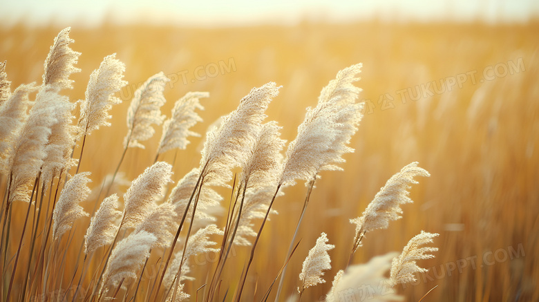 秋天的芦苇植物图片