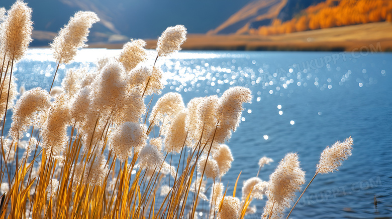 秋天的芦苇植物图片