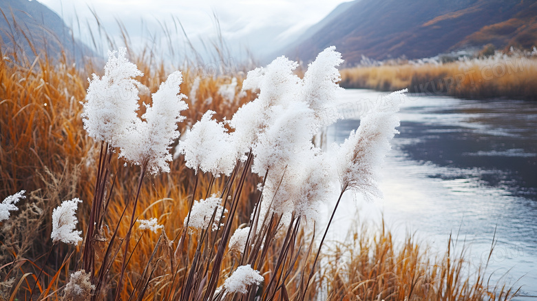 秋天的芦苇植物图片