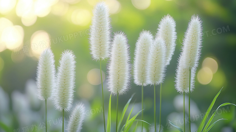 阳光狗尾巴草绿植图片