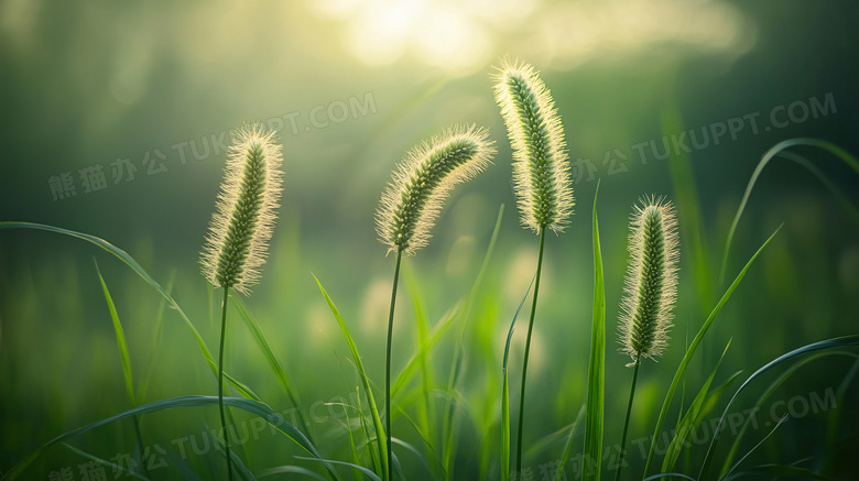 草丛狗尾巴草绿植图片