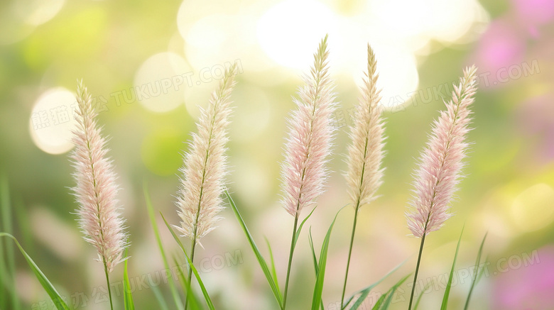 阳光绿色植物狗尾巴草图片