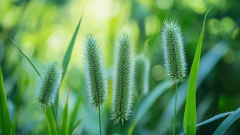 阳光绿色植物狗尾巴草图片