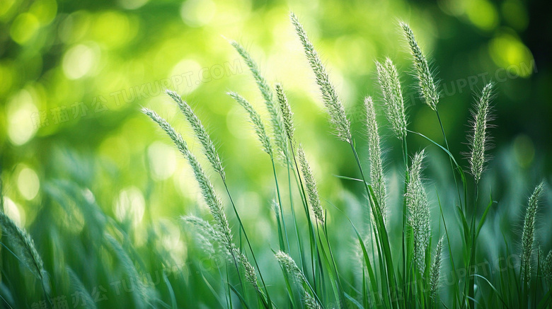 阳光绿色植物狗尾巴草图片