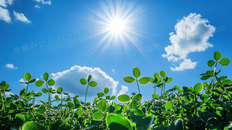 阳光蓝天白云四叶草植物图片