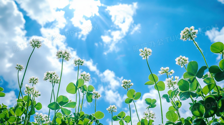 阳光幸运草植物大自然图片