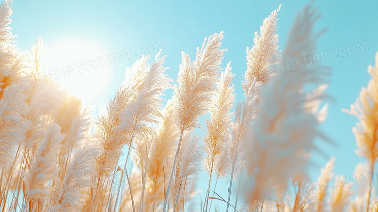 自然植物秋天的芦苇