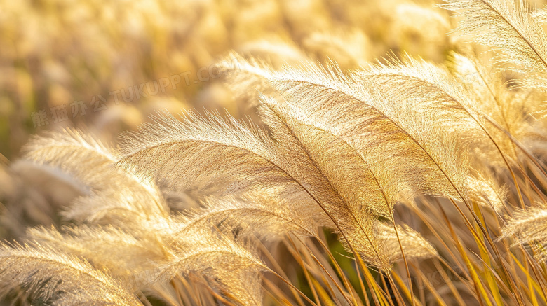 自然植物秋天的芦苇
