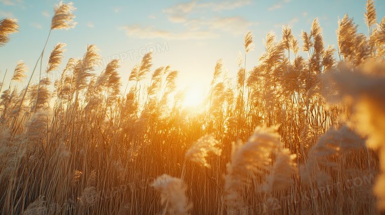 自然植物秋天的芦苇