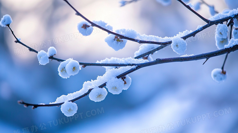 梅花冬天雪地雪景图片