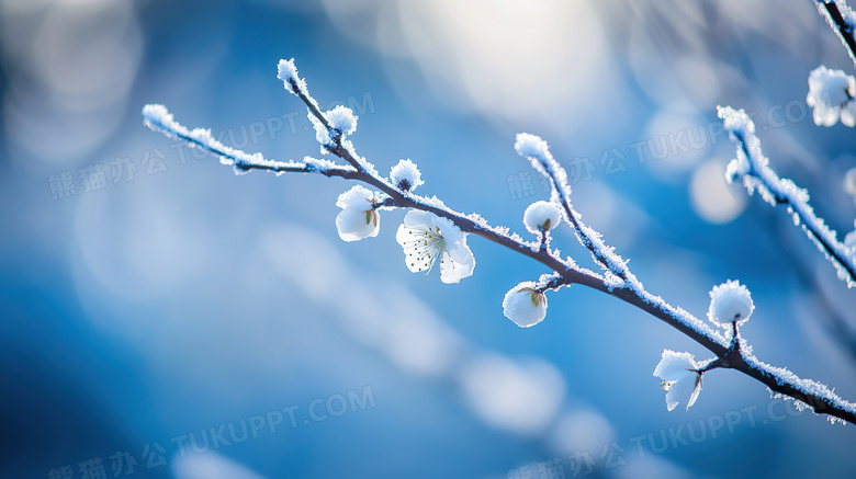 梅花冬天雪地雪景图片