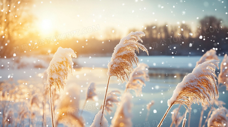 芦苇冬季雪地雪景图片