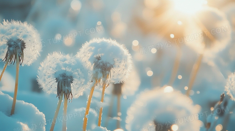 蒲公英冬季雪地雪景图片