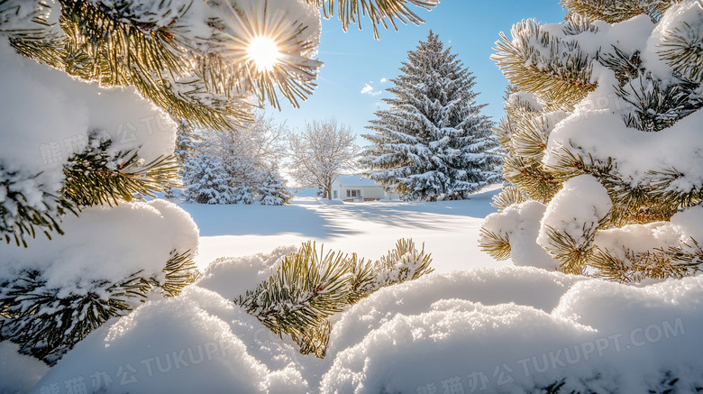 松树冬天雪景风景图片