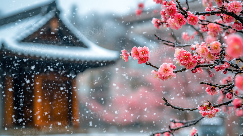 冬天冬季被雪覆盖的花朵下雪天雪景图片