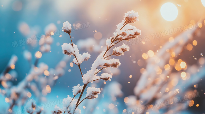 冬天植物雪景特写图片