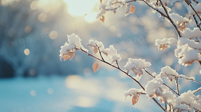 冬天植物雪景特写图片