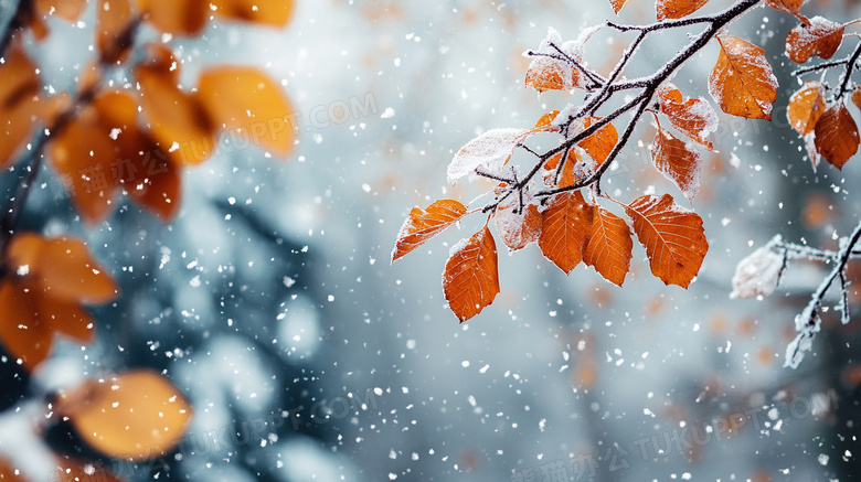 冬天植物雪景特写图片