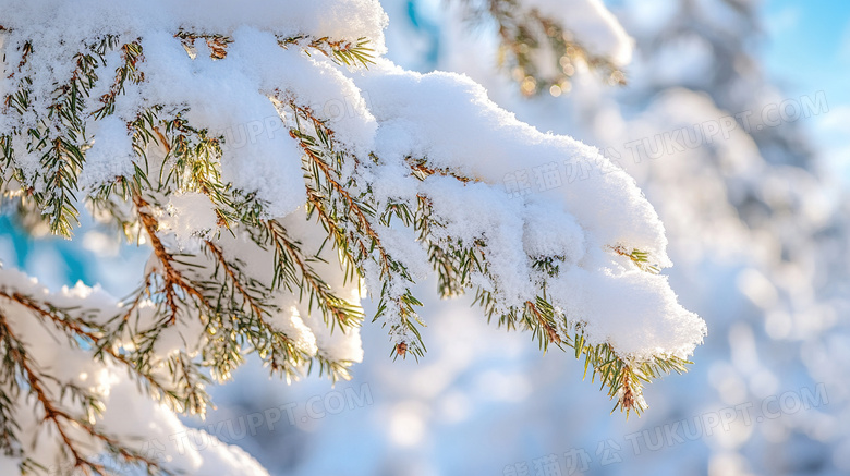 冬天植物雪景特写图片