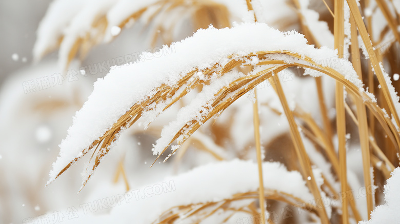 冬天植物雪景特写图片