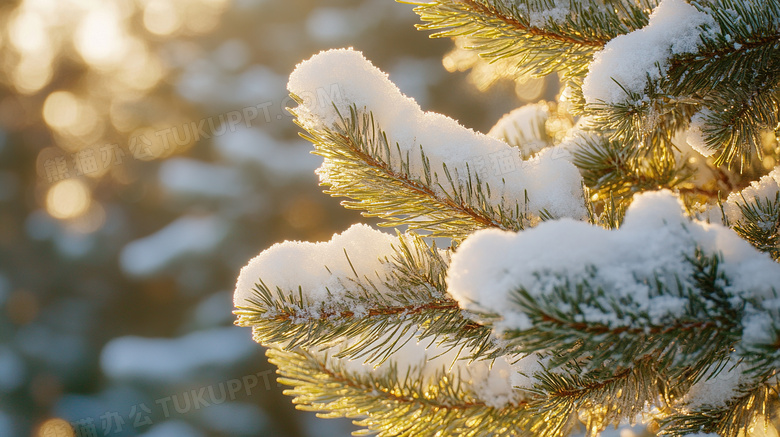 冬天植物雪景特写图片