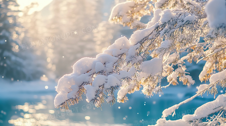 冬天植物雪景特写图片