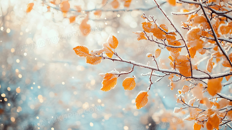 冬天植物雪景特写图片