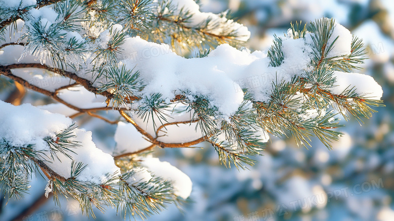 冬天植物雪景特写图片