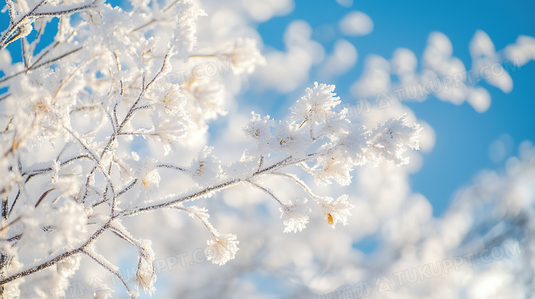 冬天植物雪景特写图片