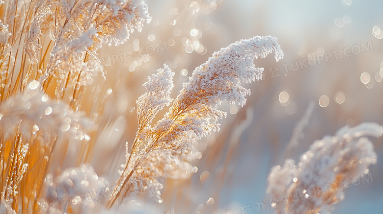 冬天植物雪景特写图片