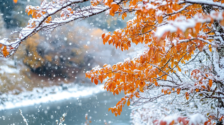 冬天植物雪景特写图片