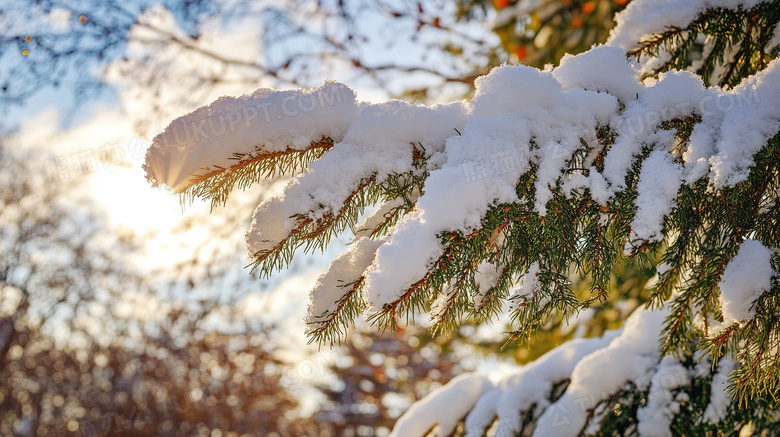 冬天植物雪景特写图片