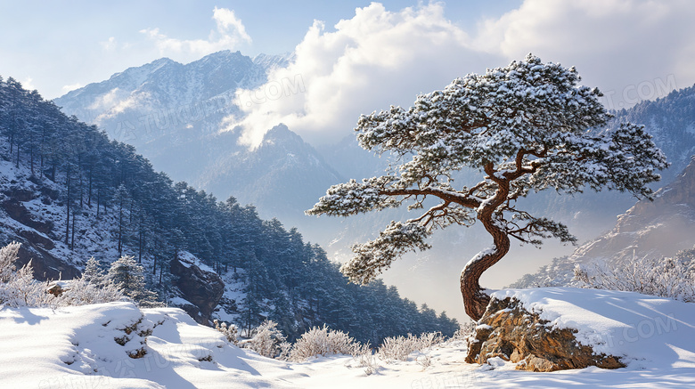 冬天高山松树雪景图片