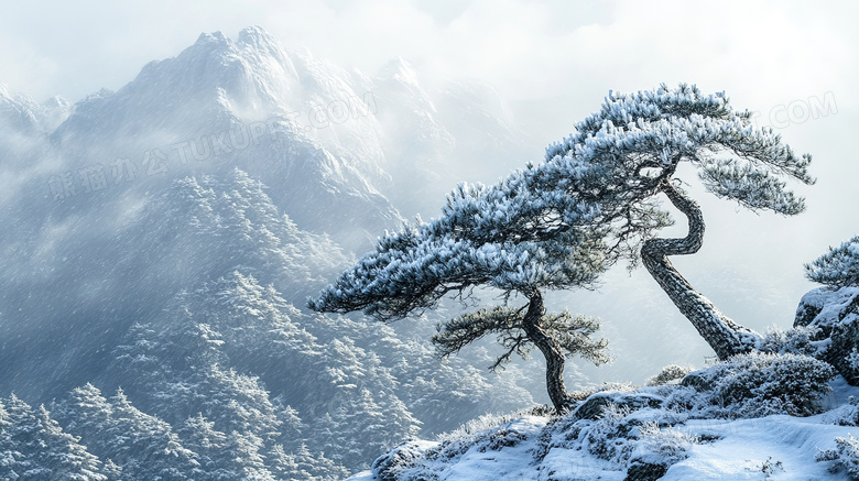 冬天高山松树雪景图片