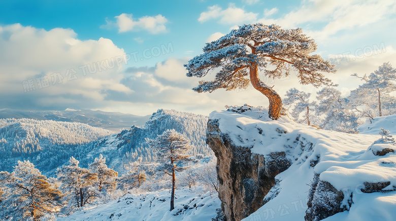 冬天高山松树雪景图片