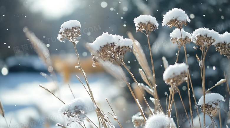 冬季下雪天下的野草图片