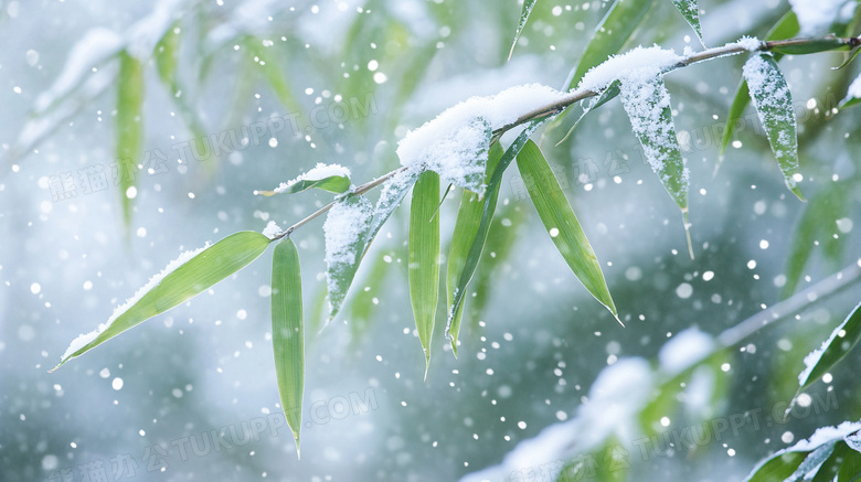 雪中的竹叶竹林美景图片