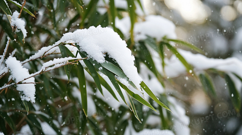 雪中的竹叶竹林美景图片