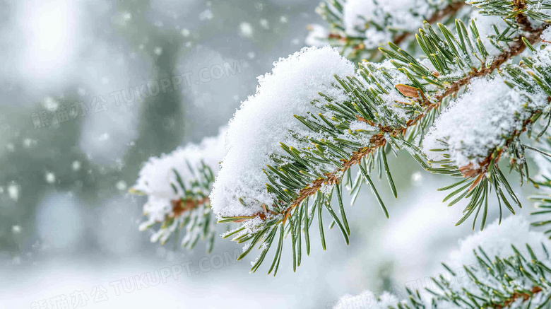 雪中的松树积雪美景图片