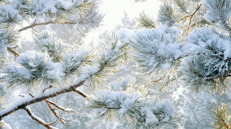 雪中的松树积雪美景图片