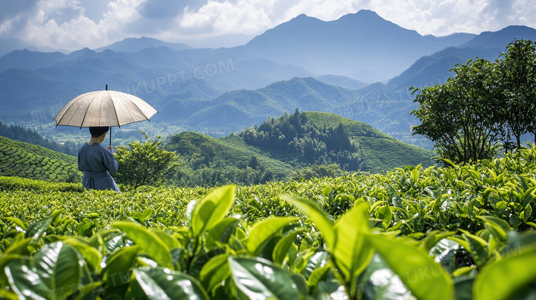 茶园雨伞太阳伞雨具图片