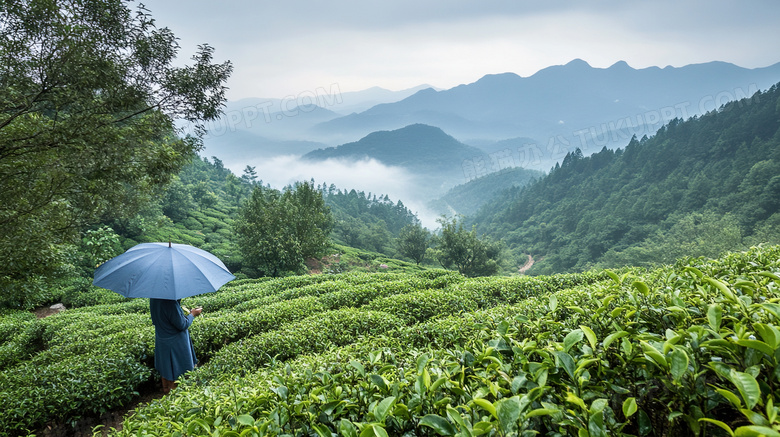 茶园雨伞太阳伞雨具图片