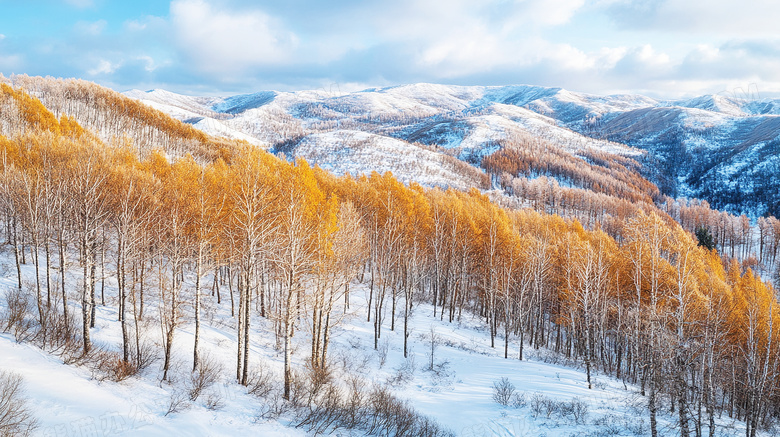 冬季雪景雪中白桦林图片