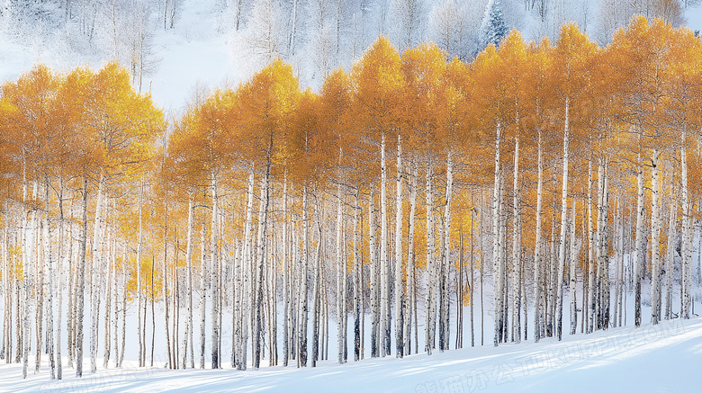 冬季雪景雪中白桦林图片