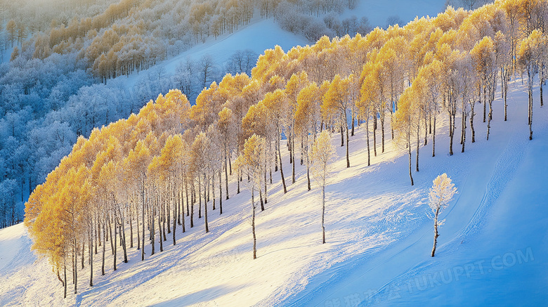 冬季雪景雪中白桦林图片